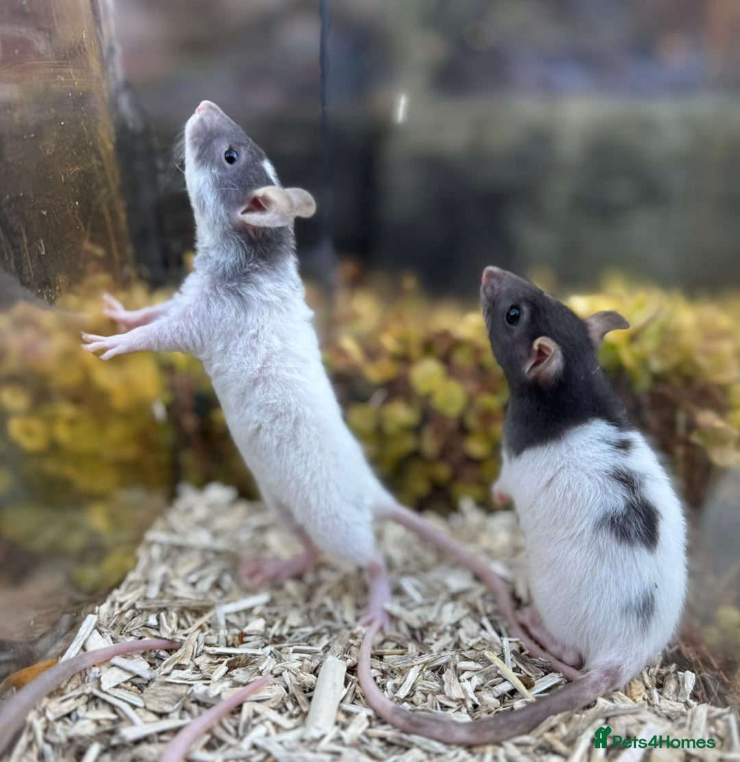 Rat rodents for sale: Beautiful baby full size and dwarf rats ready 9Dec - Advert 6