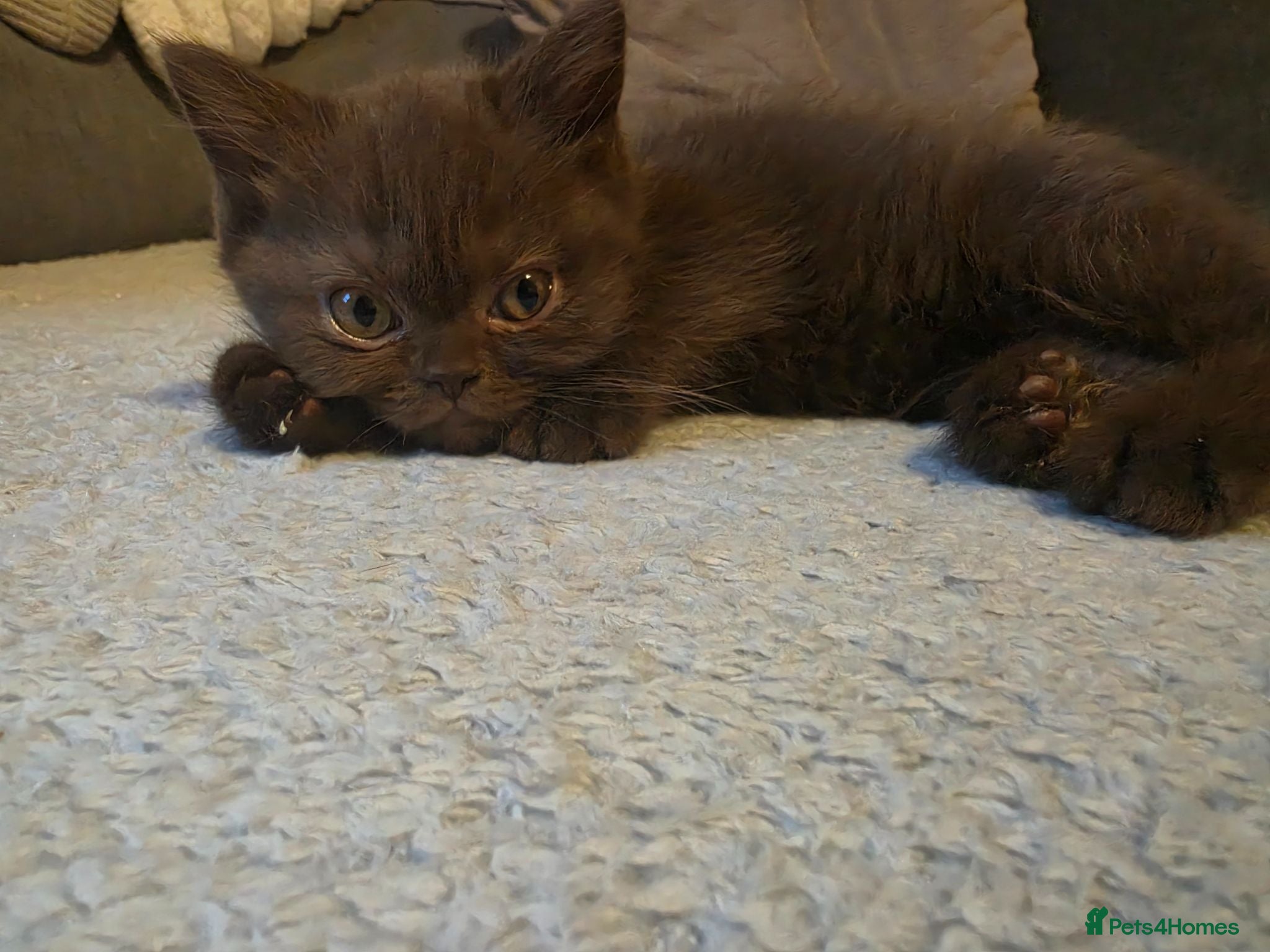 British Shorthair cats Stunning gccf lilac and chocolate females 🐾 - Advert 2