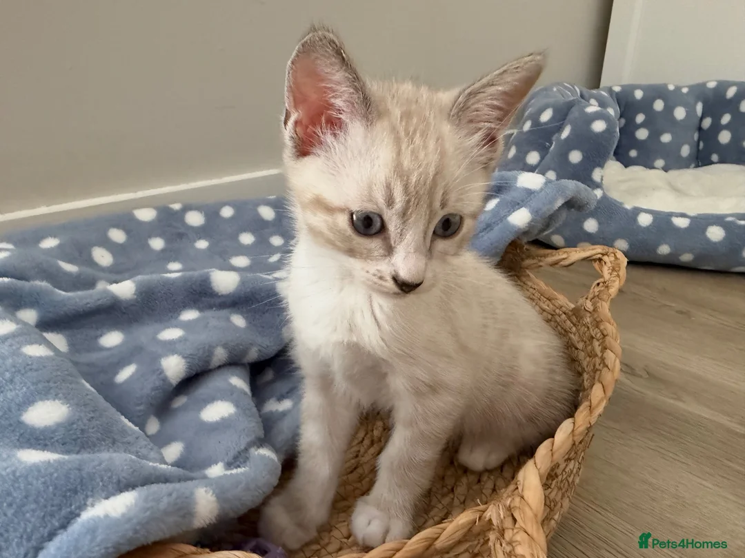 Ragdoll cats for sale: £850 for pair - Beautiful Bonded Ragdoll Kittens  - Advert 9