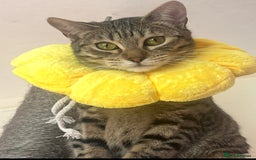 Bengal cats for sale: Bengal for sale  in Chester - Image 1