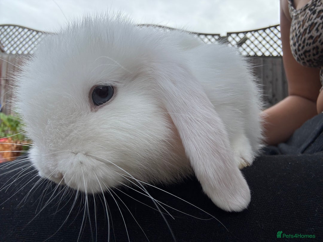 Mini Lop rabbits for sale: 2 Pure Mini Lop Bunnies - Image 4