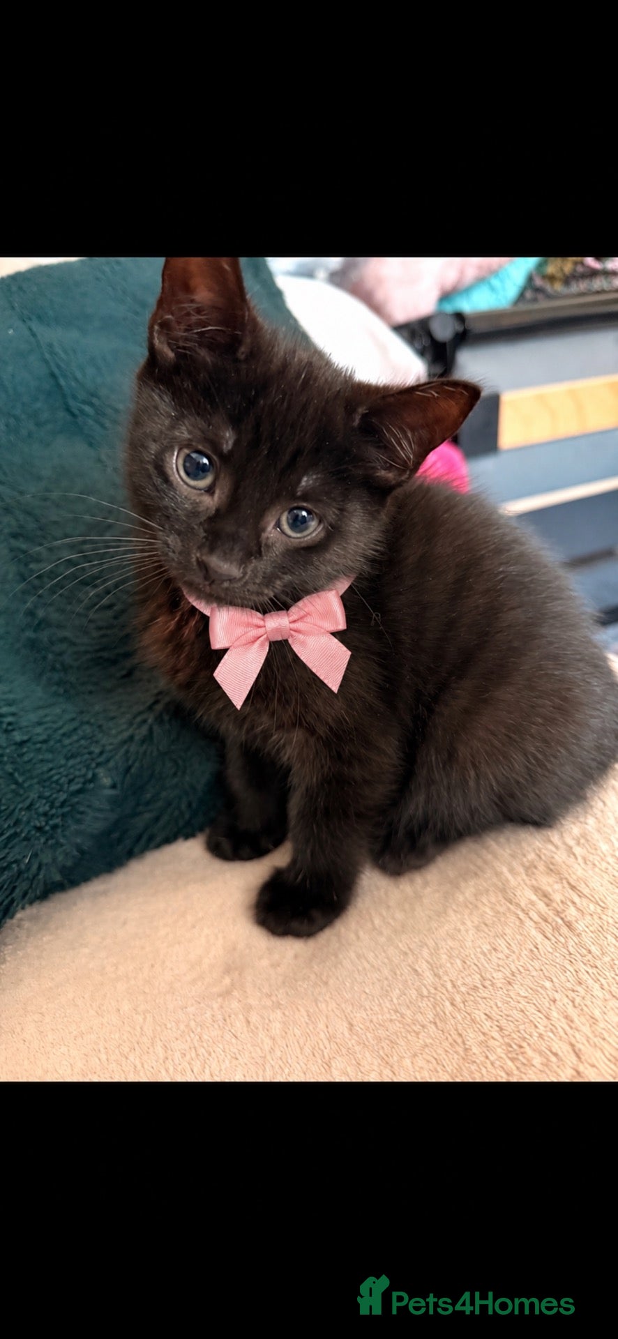 Mixed Breed cats £50 each Last remaining 2 female kittens left.  - Advert 3