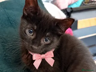 Mixed Breed cats £75 last remaining 1 female 1 male kitten left. - Advert 1