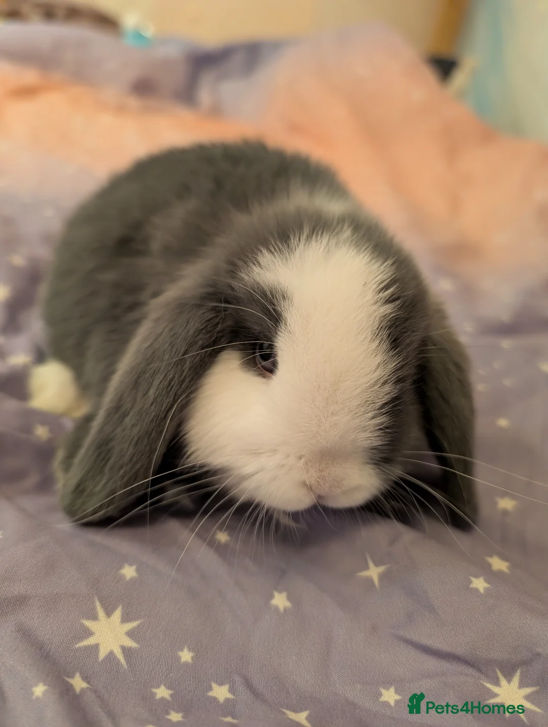 Mini Lop rabbits for sale: Mini lop - Advert 2