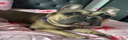 French Bulldog dogs for sale: Mabel 19months  - Advert 6