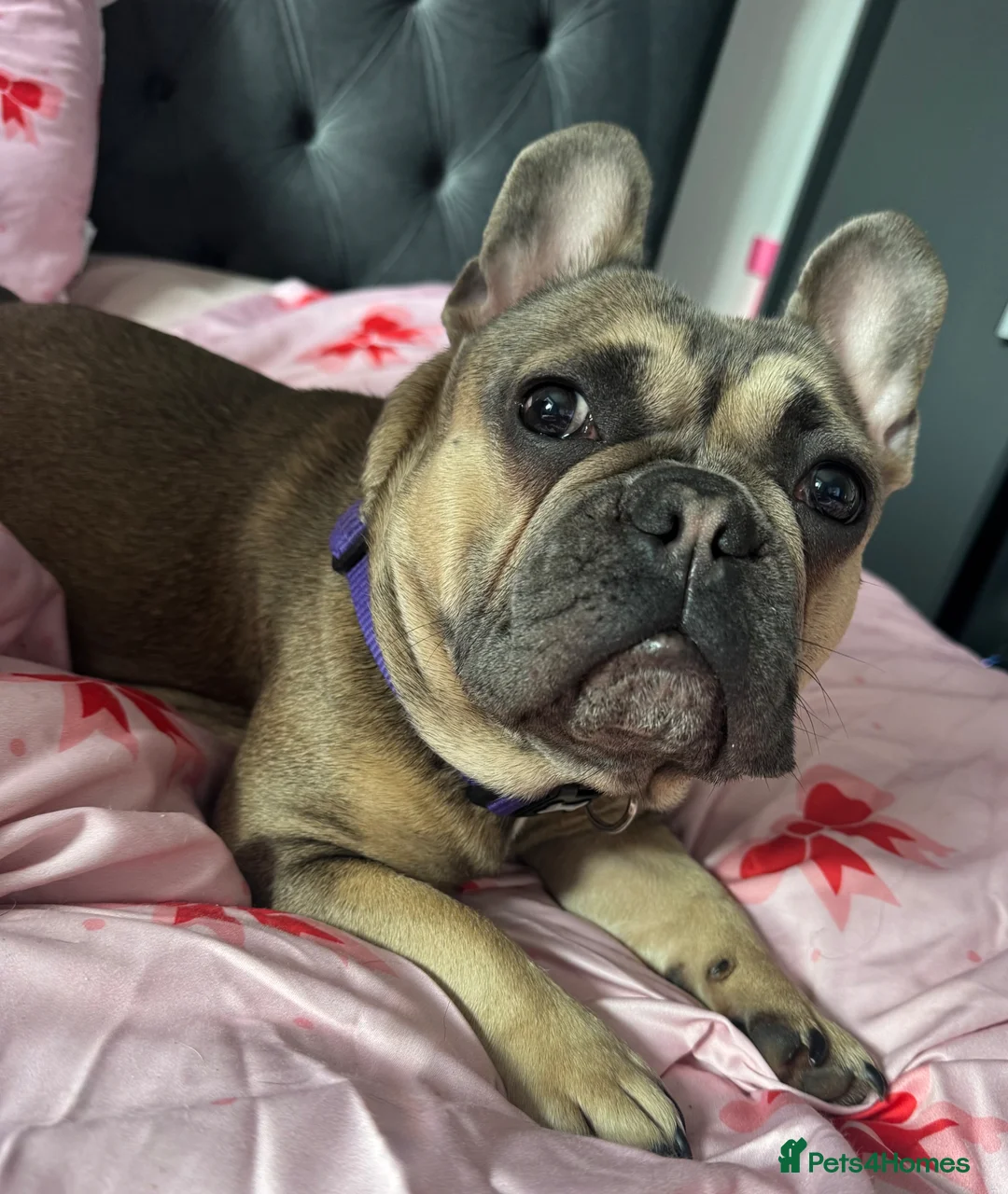 French Bulldog dogs for sale: Mabel 19months  - Advert 6