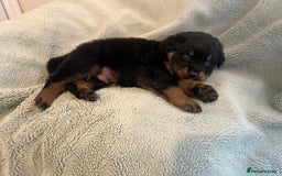 Rottweiler dogs for sale: Rottweiler Puppies  - Image 20