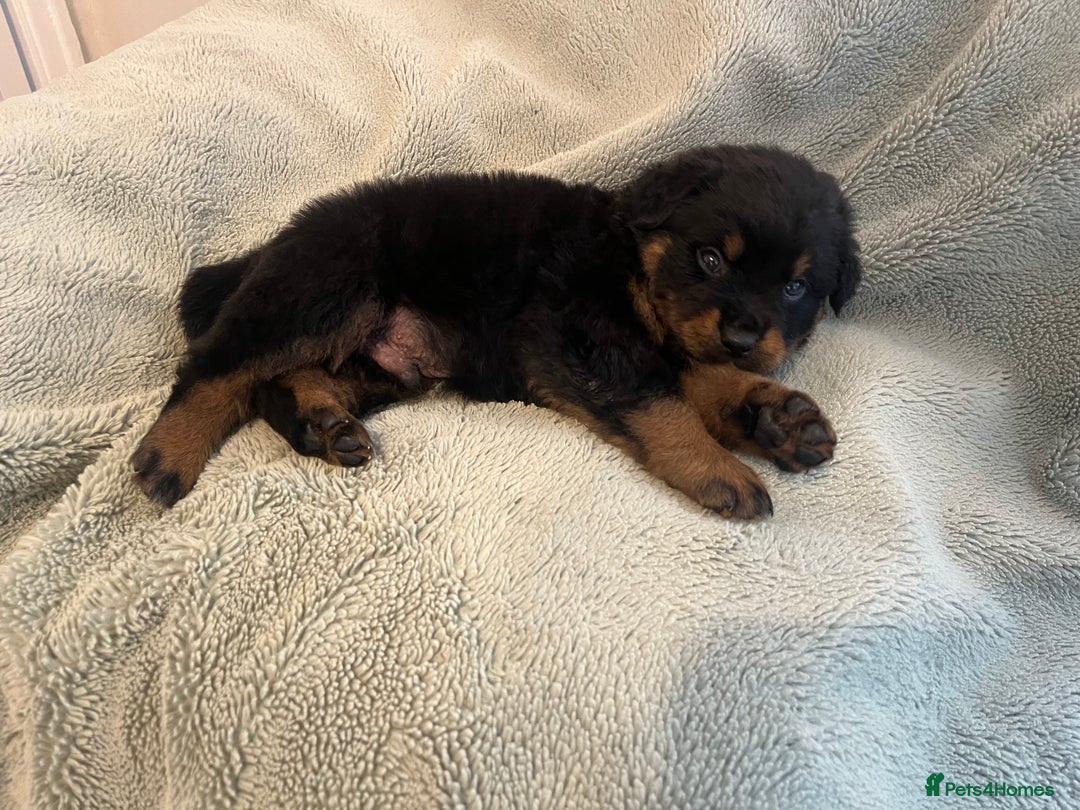 Rottweiler dogs for sale: Rottweiler Puppies  - Image 20