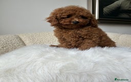 Cockapoo dogs for sale: Beautiful Toy Poodles Pups  - Image 2