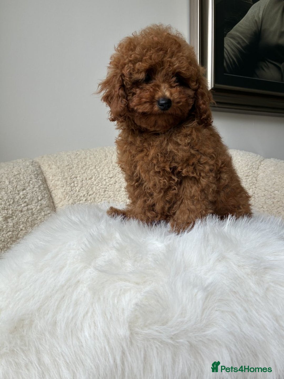 Cockapoo dogs for sale: Beautiful Toy Poodles Pups  - Image 2
