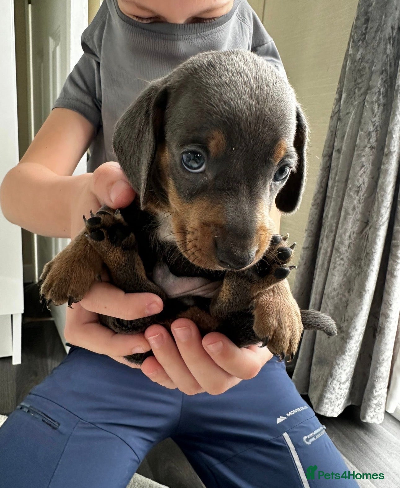 Miniature Dachshund dogs Mini dachshund puppy’s  - Advert 3