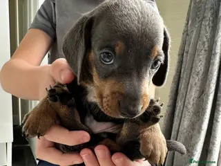 Miniature Dachshund dogs Mini dachshund puppy’s - Advert 16