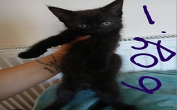 Mixed Breed cats for sale: 7 very fluffy kittens wisbech!!🐈‍⬛️🐈‍⬛️😻 - Image 7