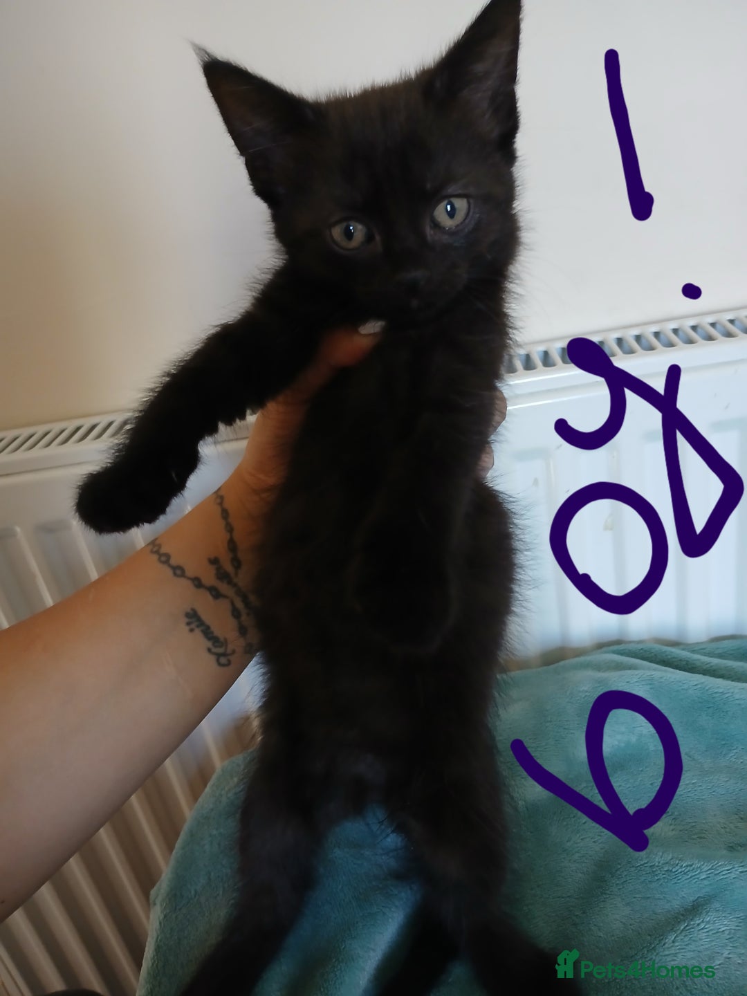 Mixed Breed cats for sale: 7 very fluffy kittens wisbech!!🐈‍⬛️🐈‍⬛️😻 - Image 7