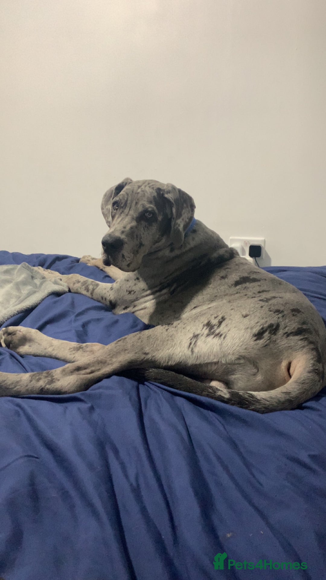 Mixed Breed dogs for sale: Italian Daniff - Great Dane x cane corso - Advert 7