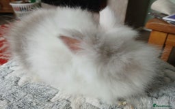 Lionhead rabbits for sale: Stunning DM Lionhead female baby rabbits  - Image 8