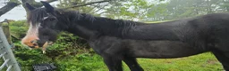 Irish Cob horses for sale: Beautiful Black Mare 13.2/3  in Helston - Advert 5