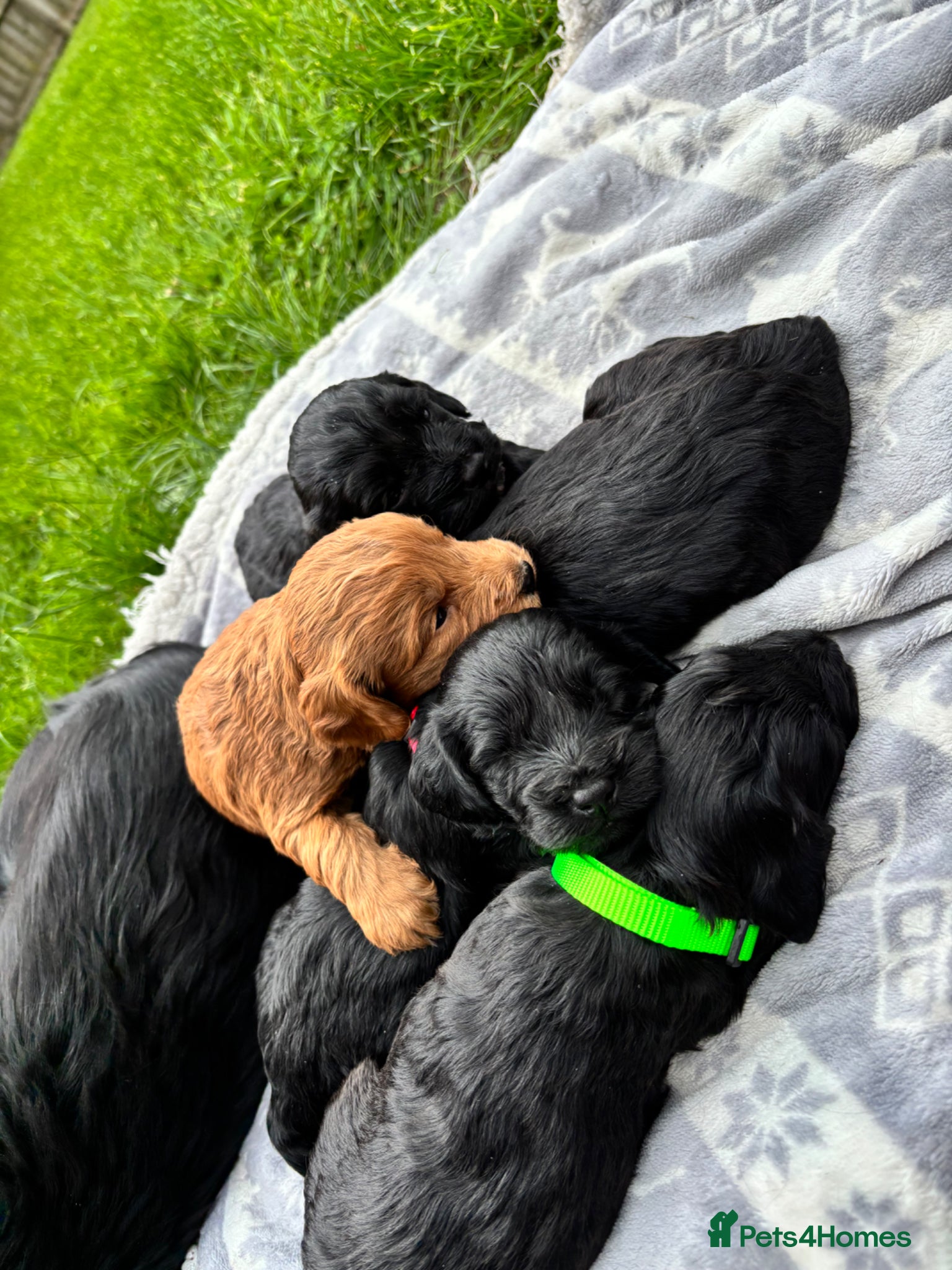 Cockapoo dogs F1 Cockapoo Pups! - Advert 15