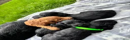 Cockapoo dogs for sale: F1 Cockapoo Pups! - Advert 2