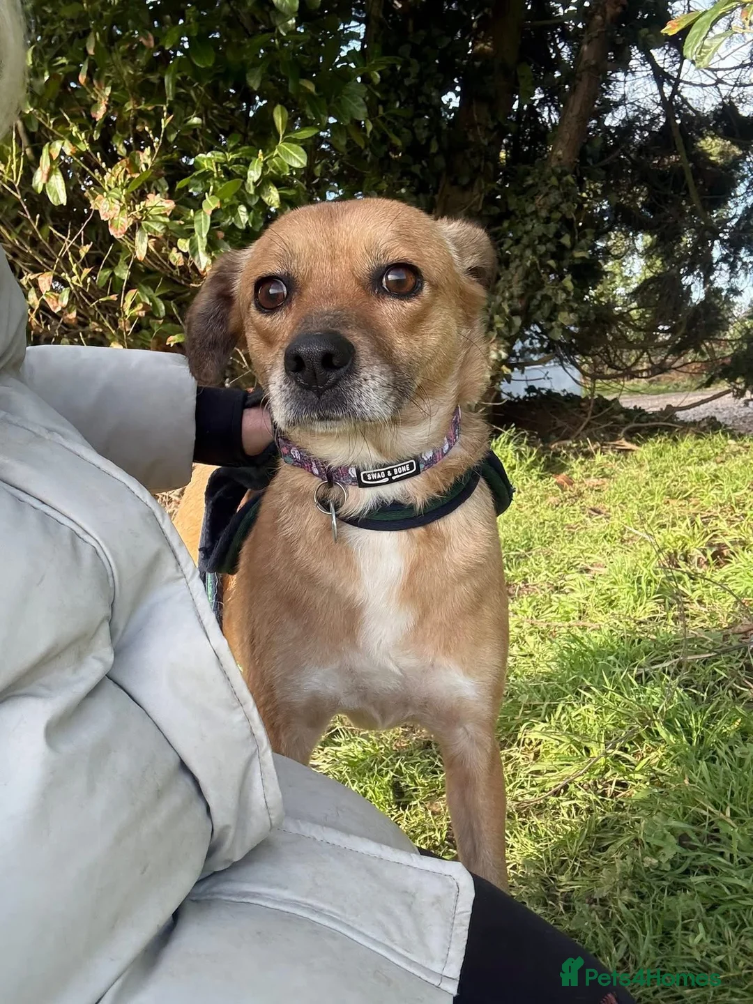 Mixed Breed dogs for adoption: Hazel - Norwich Norfolk  - Advert 1