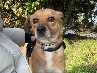 Mixed Breed dogs Hazel - Norwich Norfolk - Advert 1