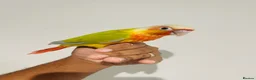 Conures birds for sale: Hand reared conures for sale  - Advert 18