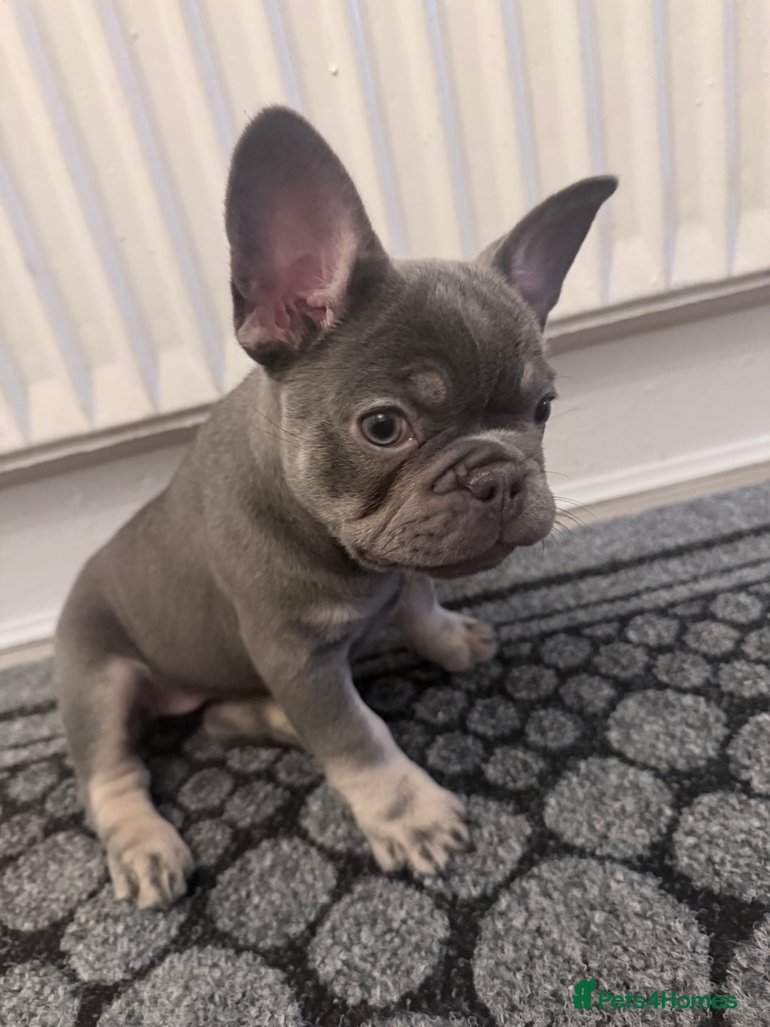 French Bulldog dogs for sale: Female French bulldog  - Advert 7