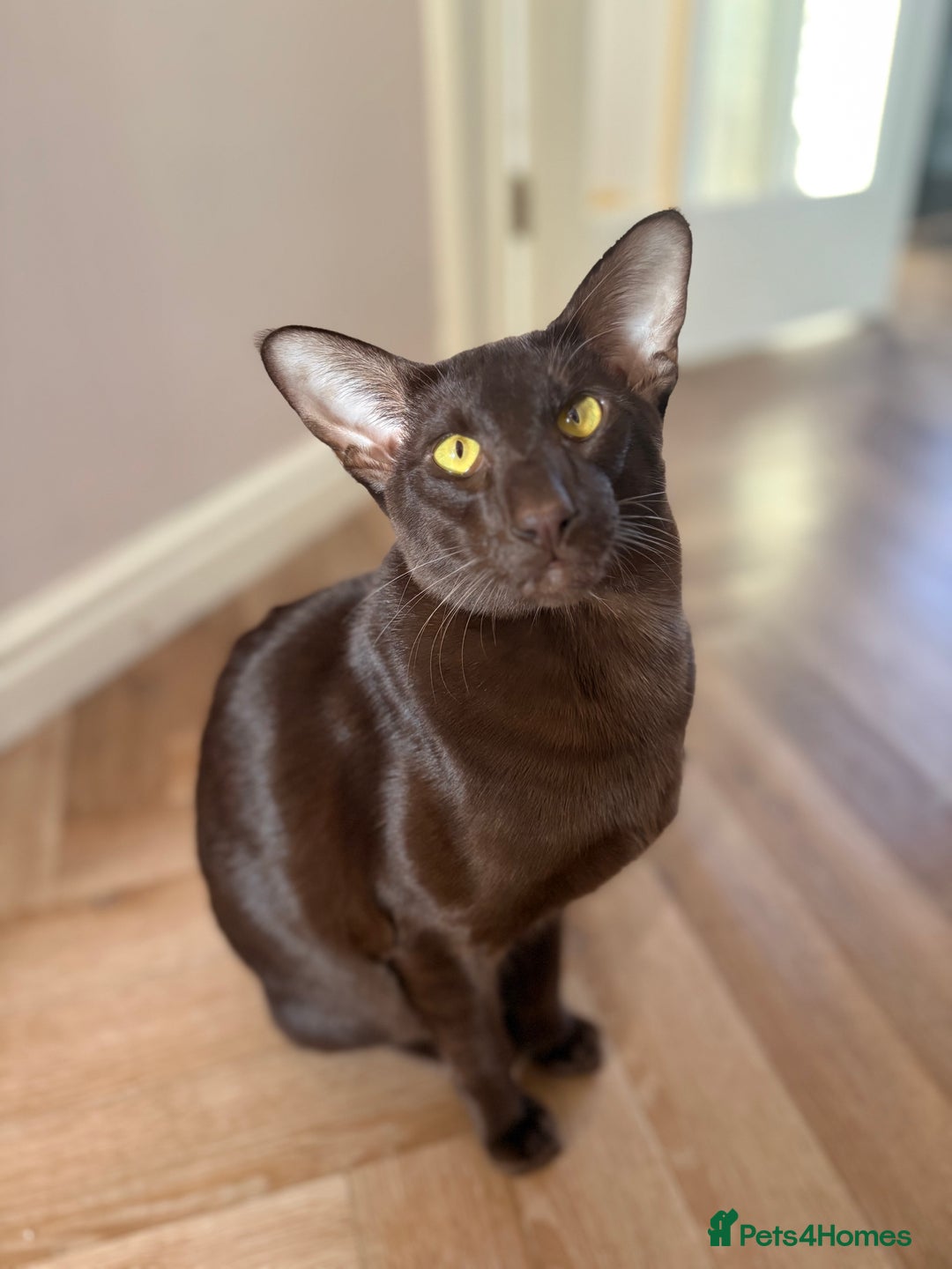 Oriental cats for sale: Chocolate Oriental Shorthair - Advert 1
