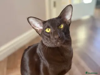 Oriental cats Chocolate Oriental Shorthair - Advert 3