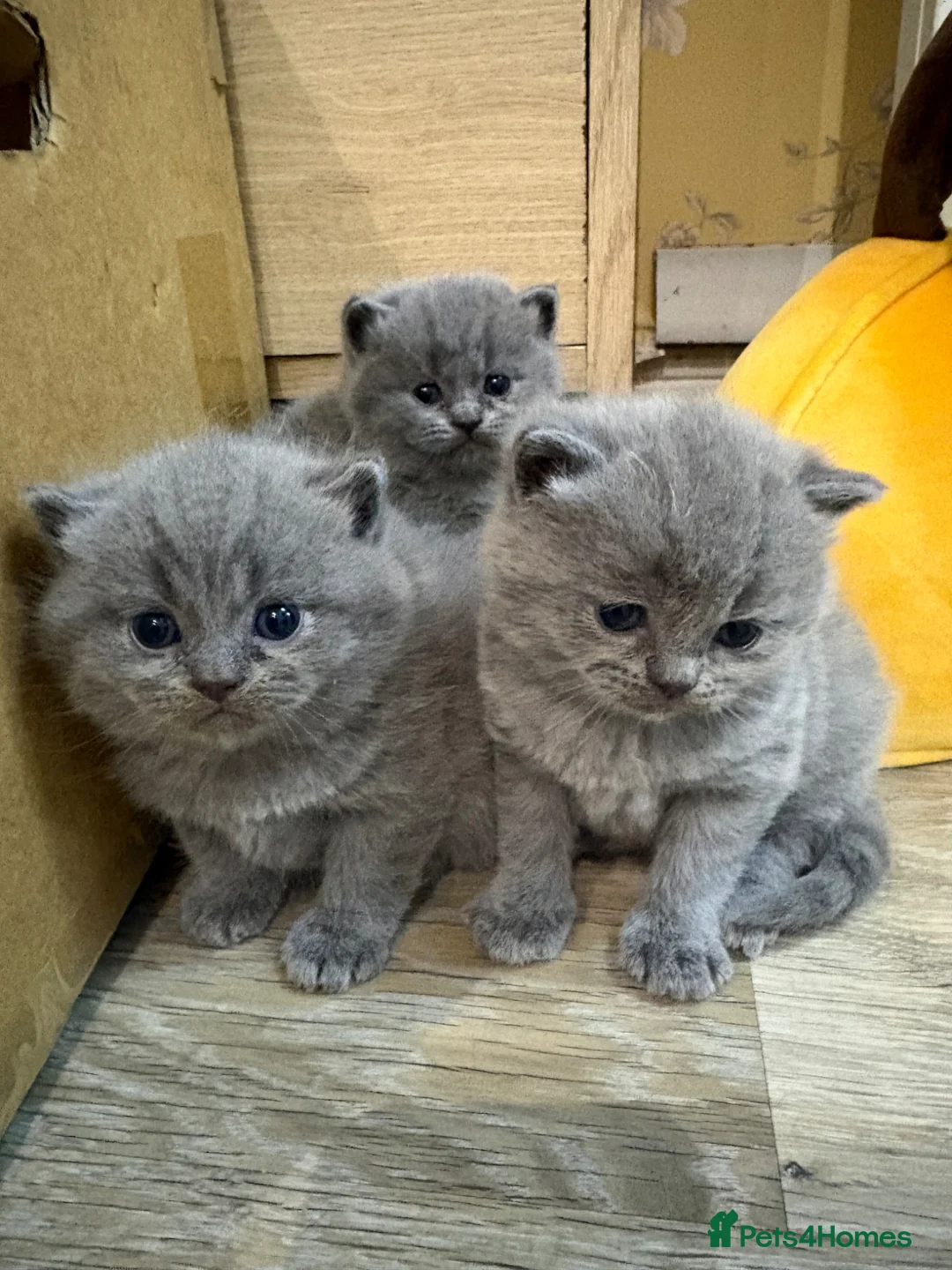 British Shorthair cats for sale: Beautiful British shorthair kittens - Advert 12