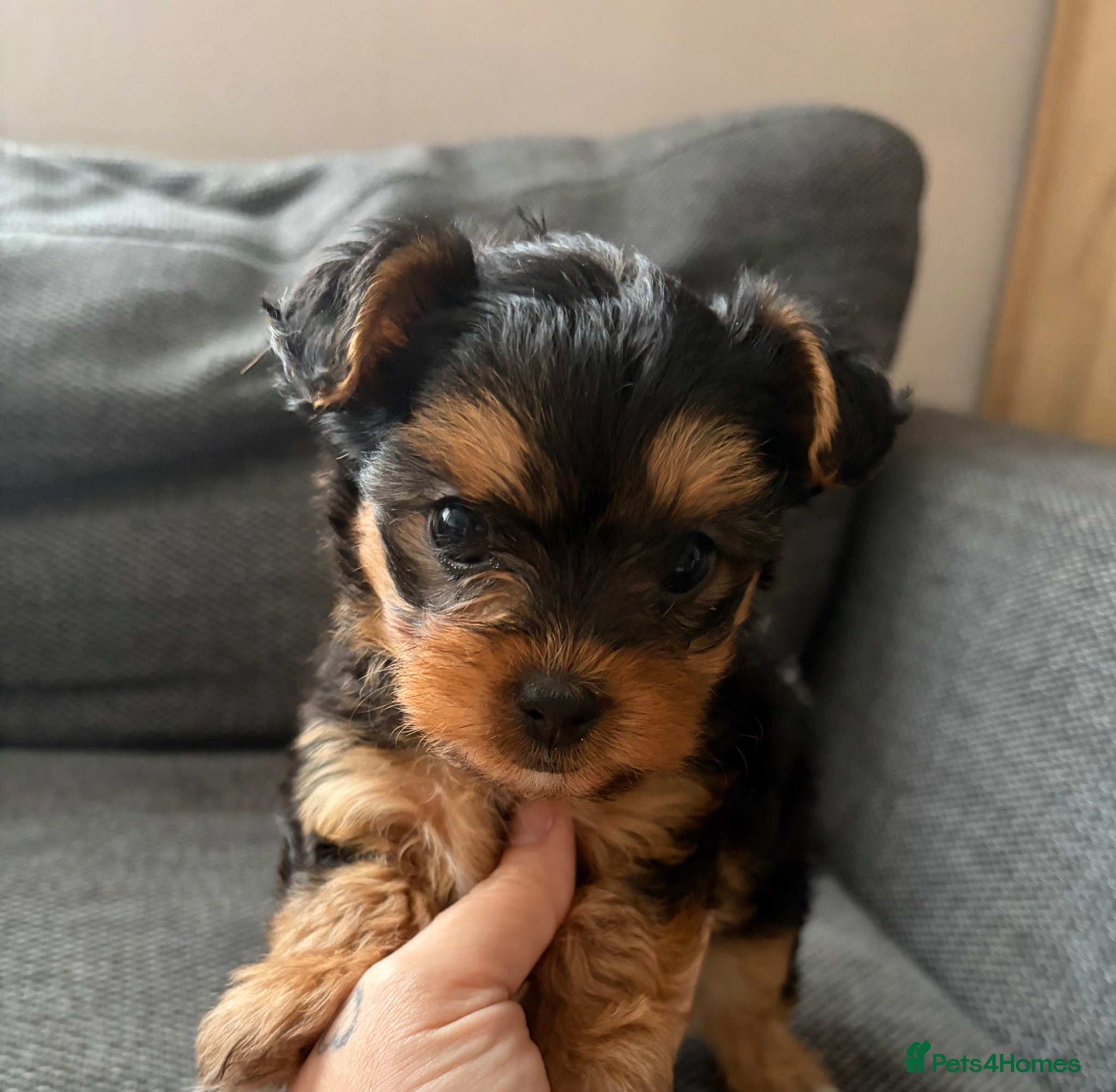 Yorkshire Terrier Puppy 4