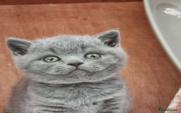 British Shorthair cats for sale: Sweet affectionate happy British Shorthair.  - Advert 9