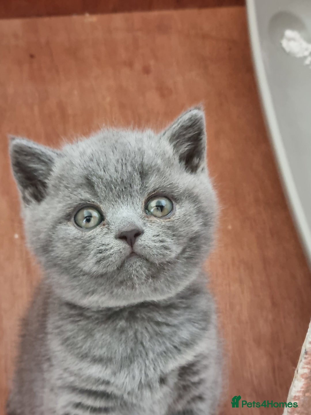 British Shorthair cats for sale: Sweet affectionate happy British Shorthair.  - Advert 9