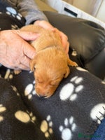 Labrador Retriever dogs KC Fox Red Labrador Pups - Health tested. 1 left - Advert 3
