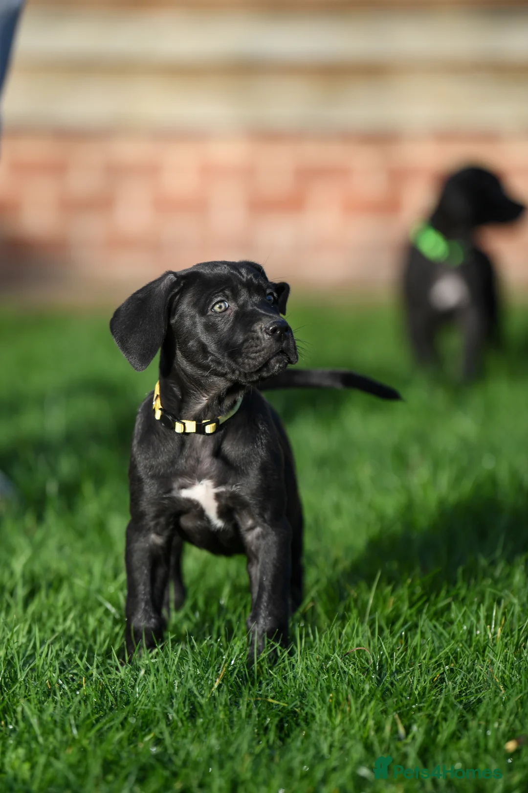 Cane Corso dogs for sale: Elite cane corso puppies  - Advert 18