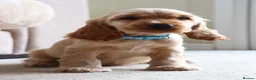 Cocker Spaniel dogs for sale: Kc show cocker spaniels  - Advert 3