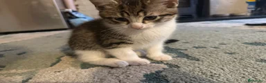 Mixed Breed Kitten 2