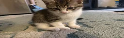 Mixed Breed cats for sale: 4 boy kittens  - Advert 3