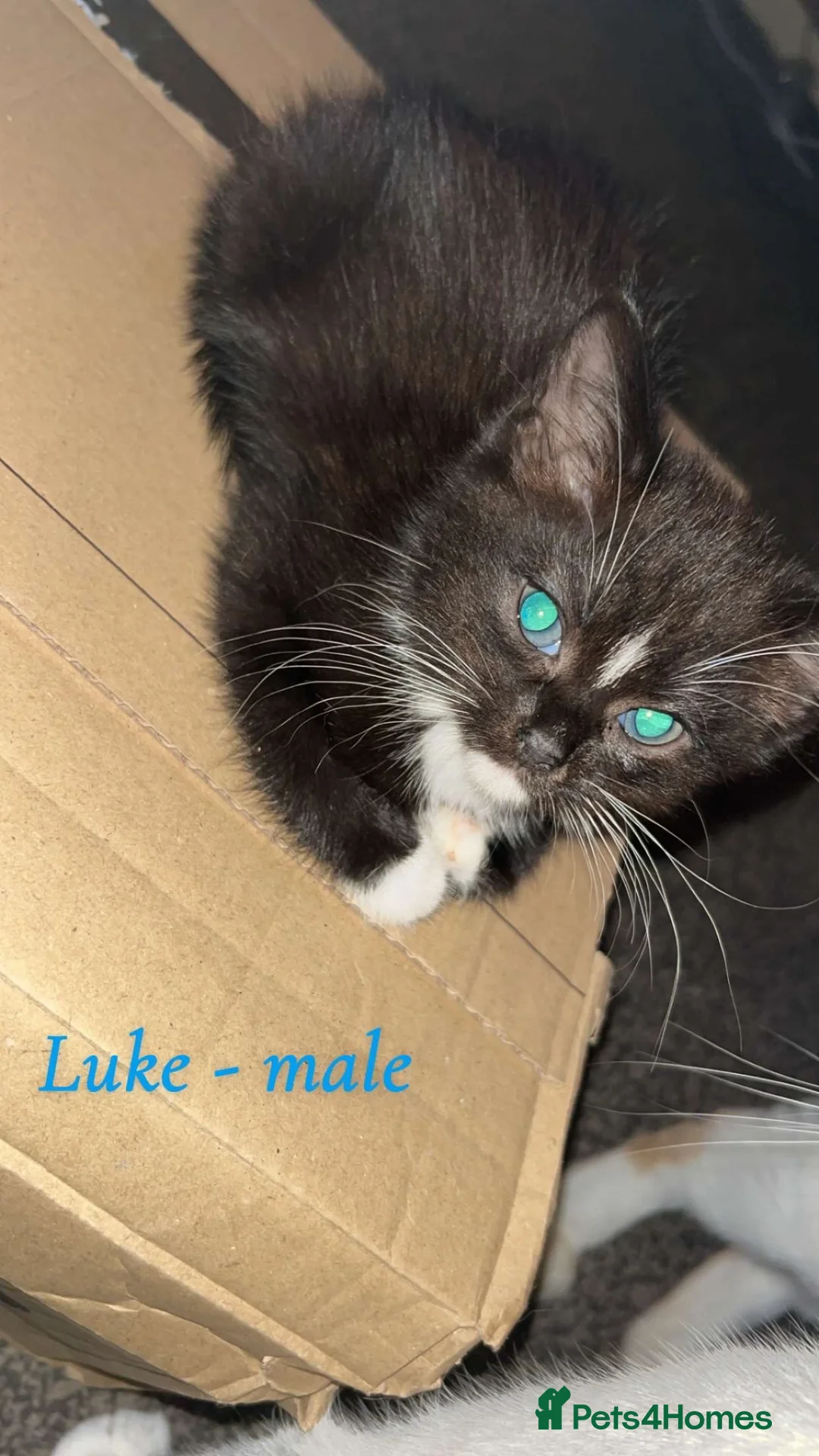 Mixed Breed cats for sale: Cute kittens available for their new forever homes - Advert 2