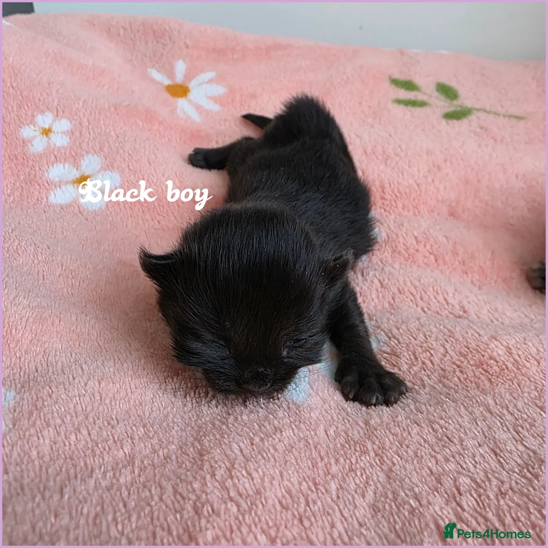 Mixed Breed cats for sale: Mixed kittens x ragdoll😻Reservation open 😽😻 - Advert 21