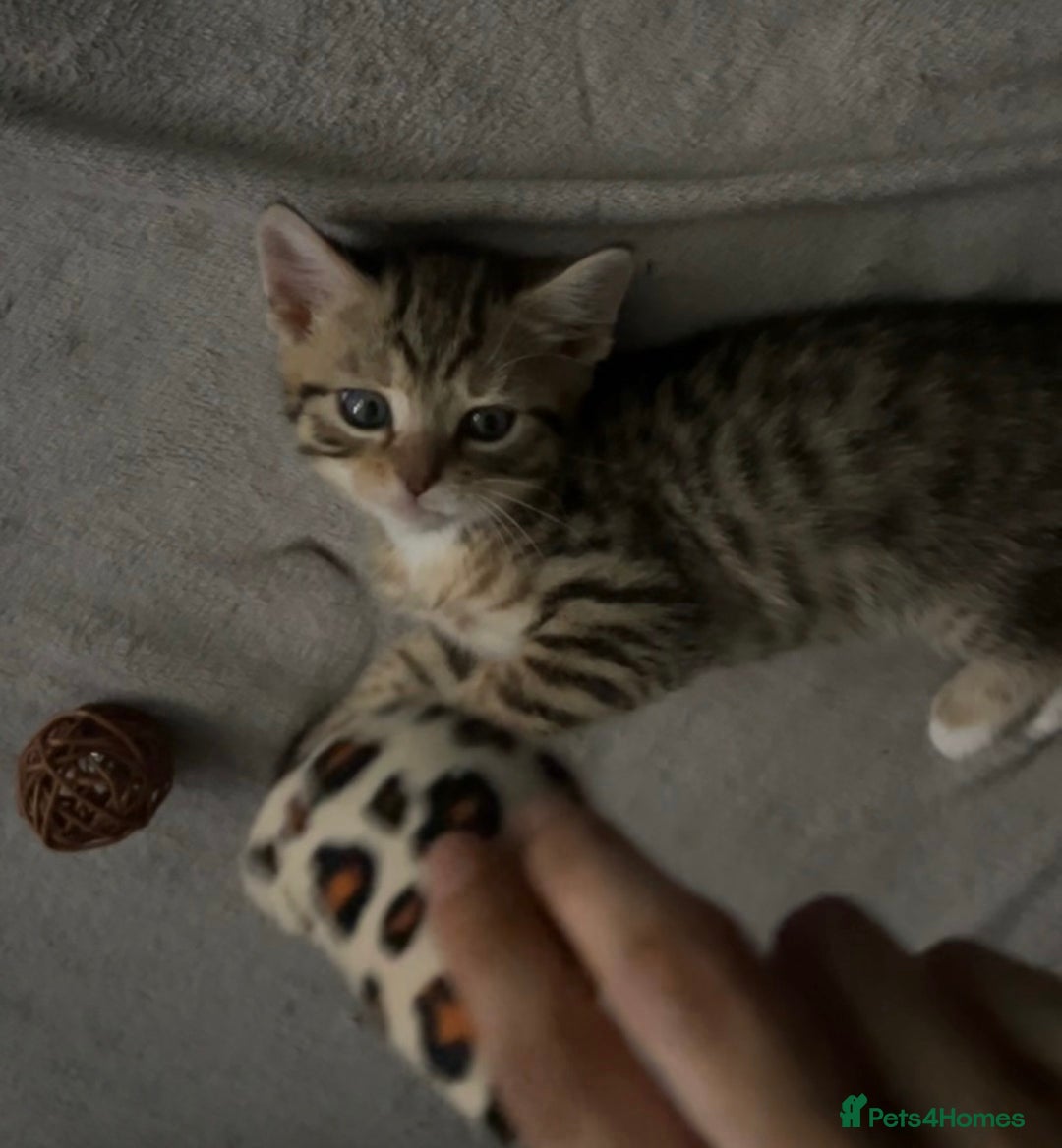 Mixed Breed cats for sale: Two adorable British Shorthair X Bengal Kittens - Advert 6