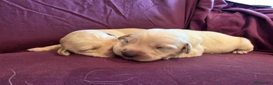 Goldador 1