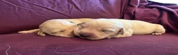 Goldador dogs for sale: Gorgeous KC Line Goldador Puppies 🐾  - Advert 24