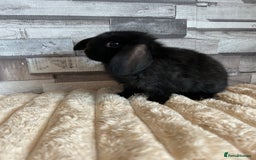 Mini Lop rabbits for sale: ⭐️Pure Breed Holland lops⭐️ - Image 23
