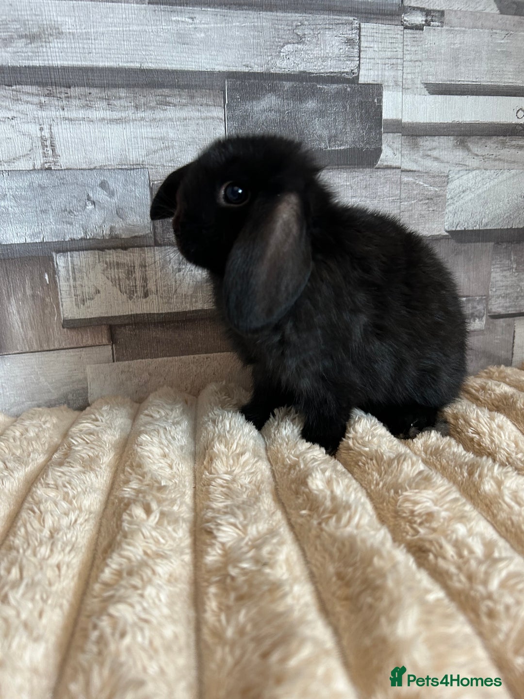 Mini Lop rabbits for sale: ⭐️Pure Breed Holland lops⭐️ - Image 23