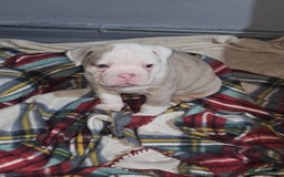 Olde English Bulldogge dogs for sale: Old english bulldog male ready 26th october - Image 1