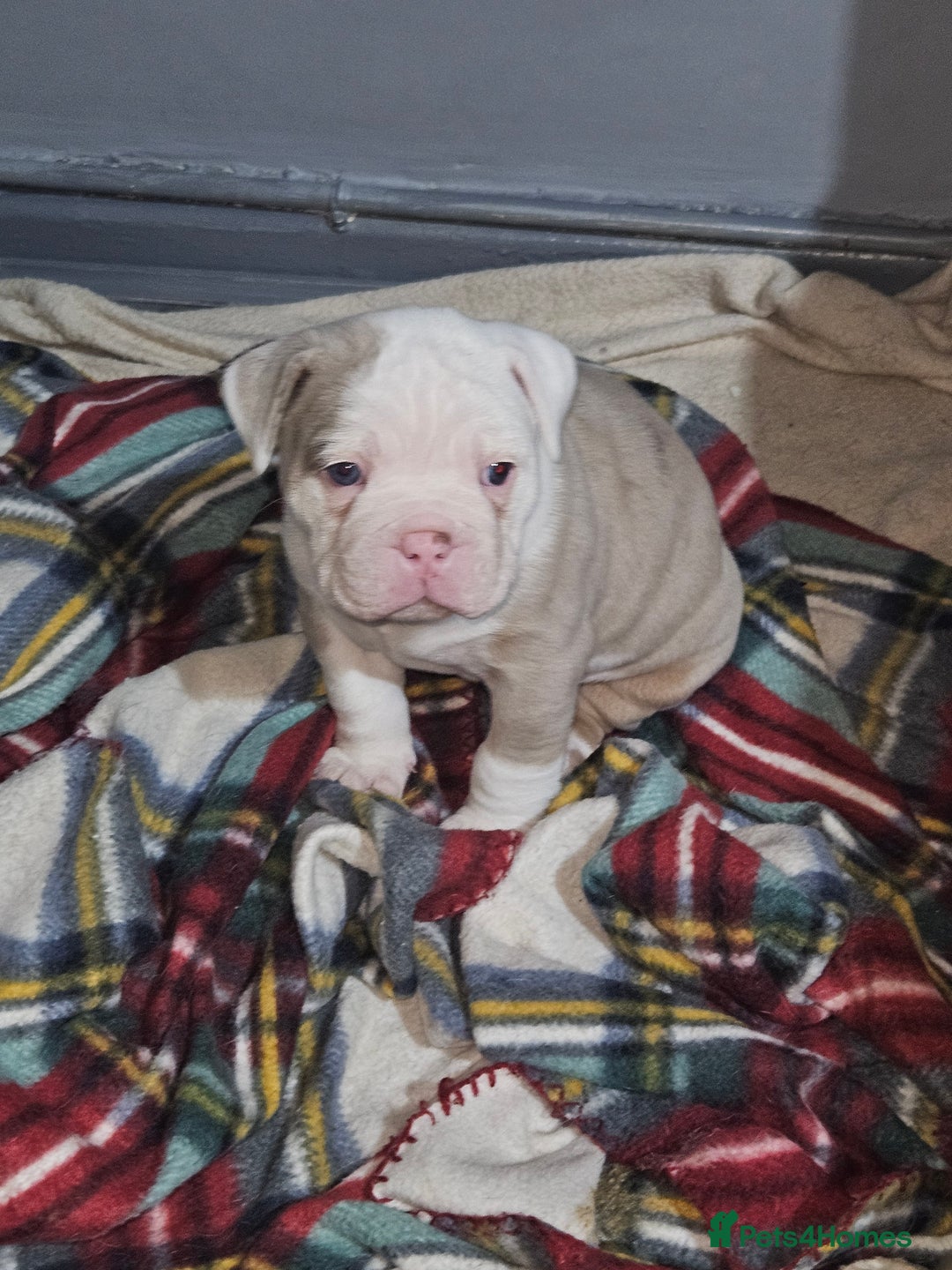 Olde English Bulldogge dogs for sale: Old english bulldog male ready 26th october - Image 1