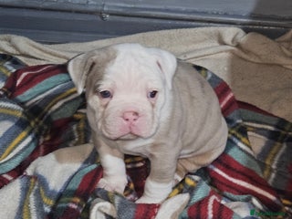 Olde English Bulldogge dogs - Advert 15