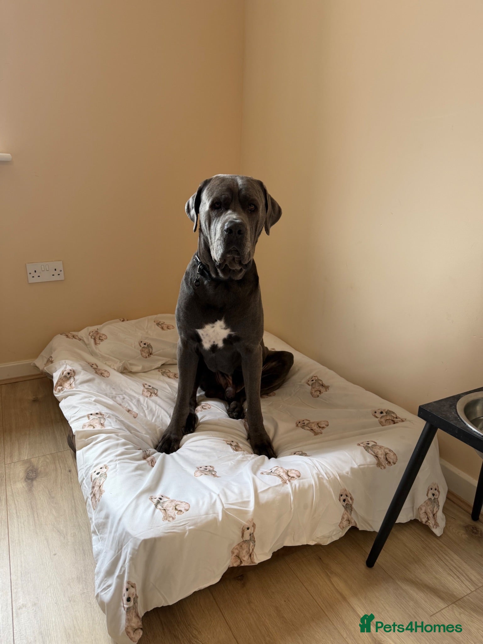 Cane Corso dogs Rehoming my beautiful Grey Cane Corso Max  - Advert 1