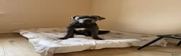 Cane Corso dogs for adoption: Rehoming my beautiful Grey Cane Corso Max  in Broxbourne - Advert 1